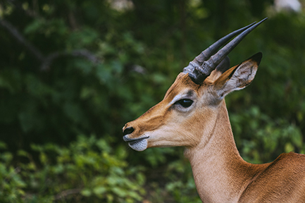 Chobe National Park