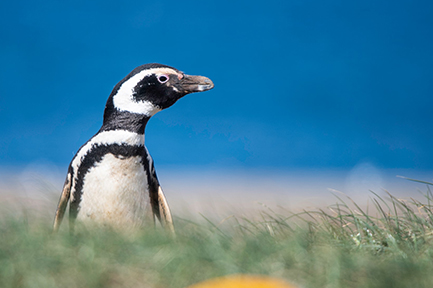 Falkland Islands