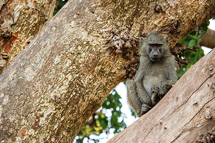 Tanzania