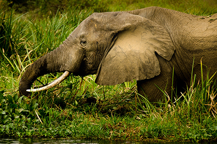 Murchison Falls National Park