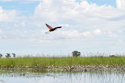Okavango Delta
