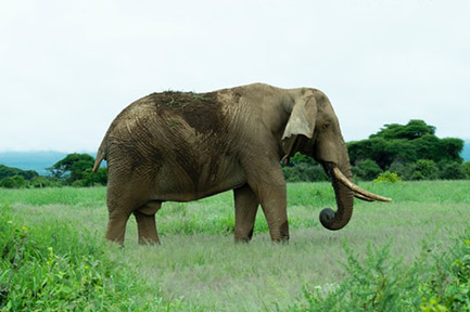 Amboseli